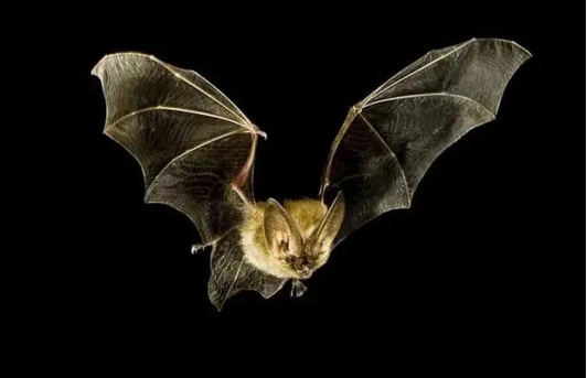 蝙蝠