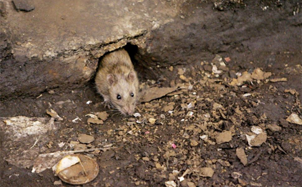 “老鼠过街”灭鼠公司教你最佳灭鼠方法